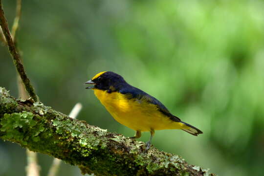 Image of Thick-billed Euphonia