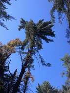 Image of eastern white pine