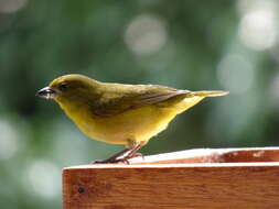 Image of Thick-billed Euphonia