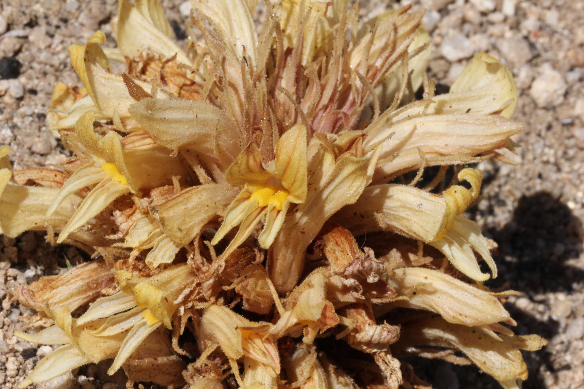 Image of California broomrape