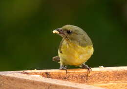 Image of Thick-billed Euphonia