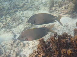 Image of Gold-spotted rabbitfish