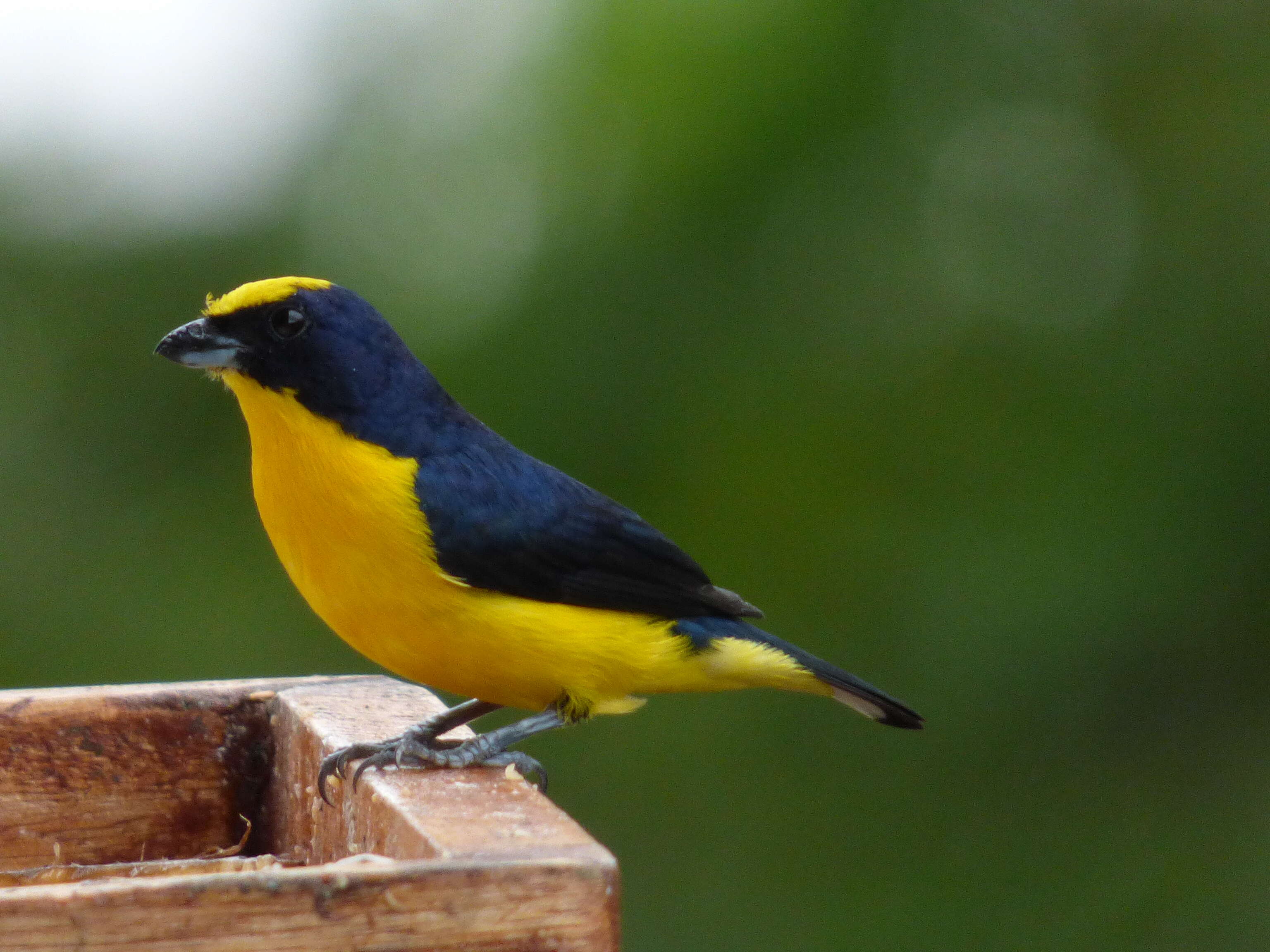 Image of Thick-billed Euphonia