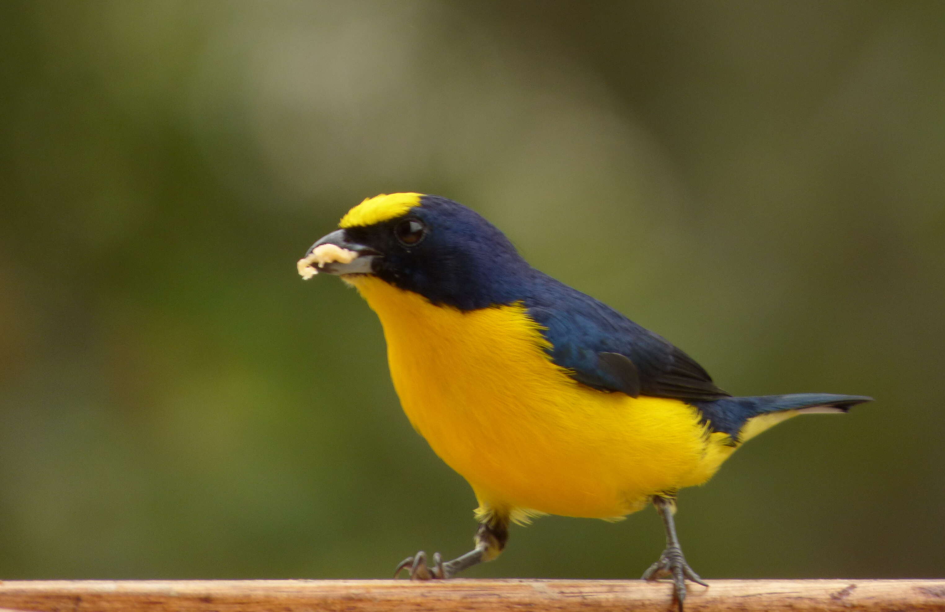 Image of Thick-billed Euphonia