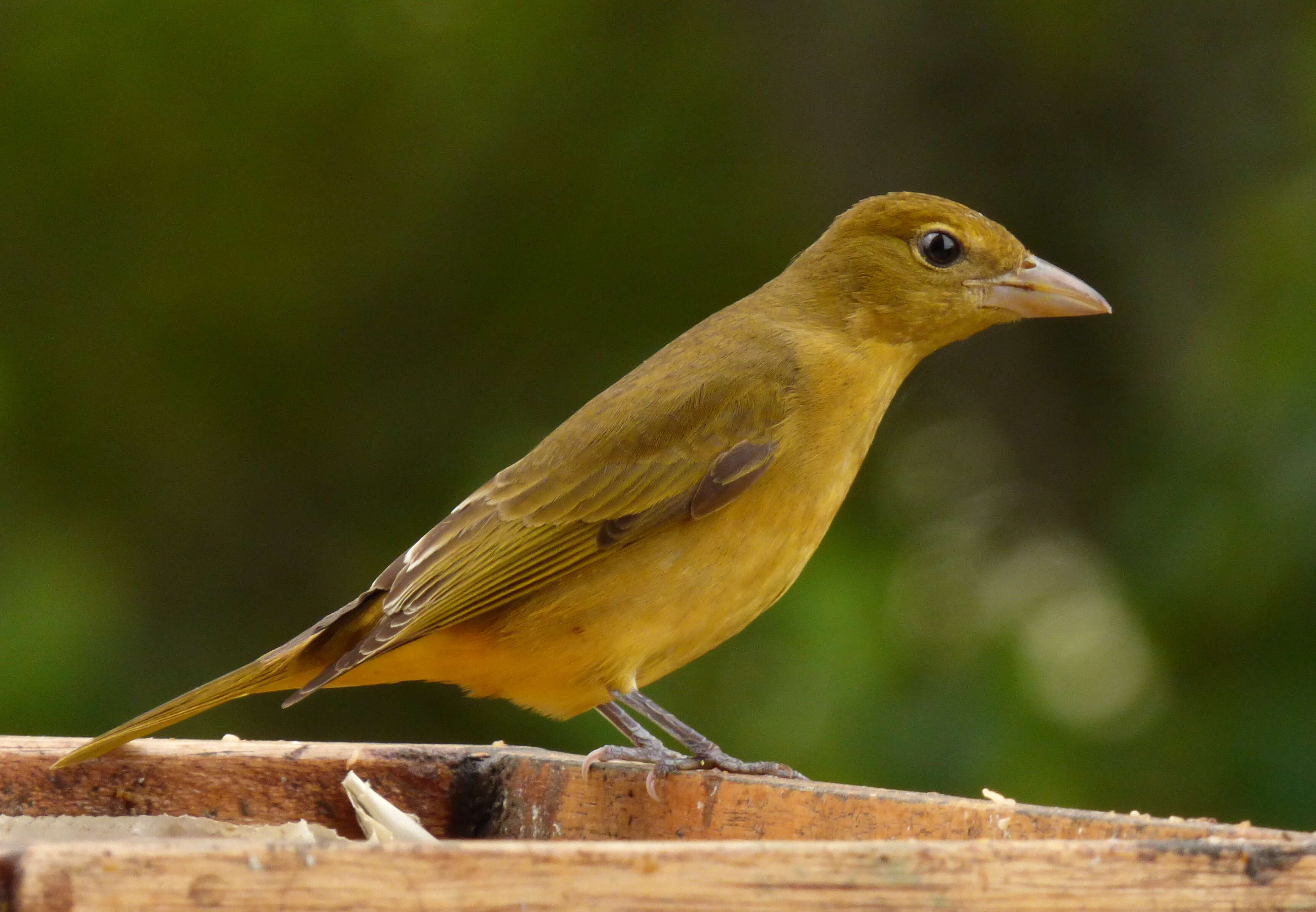 Image of Summer Tanager