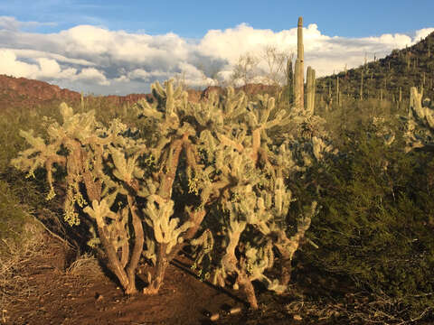 Image of jumping cholla