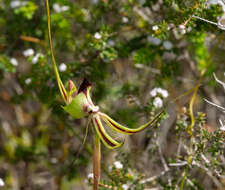 Image of Pointing spider orchid