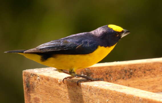 Image of Thick-billed Euphonia