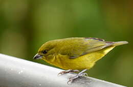 Image of Thick-billed Euphonia