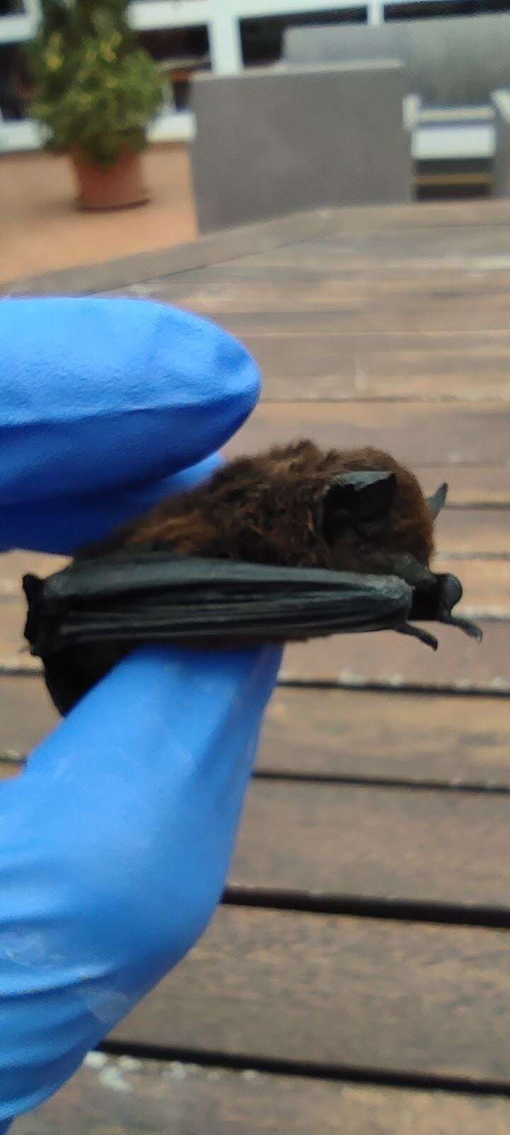 Image of Madeira Pipistrelle