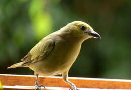 Image of Palm Tanager