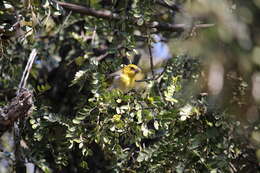 Image of Loxioides Oustalet 1877