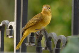 Image of Summer Tanager