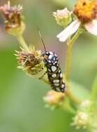 Sivun Cydosia nobilitella Cramer 1779 kuva