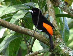 Image of Flame-rumped Tanager