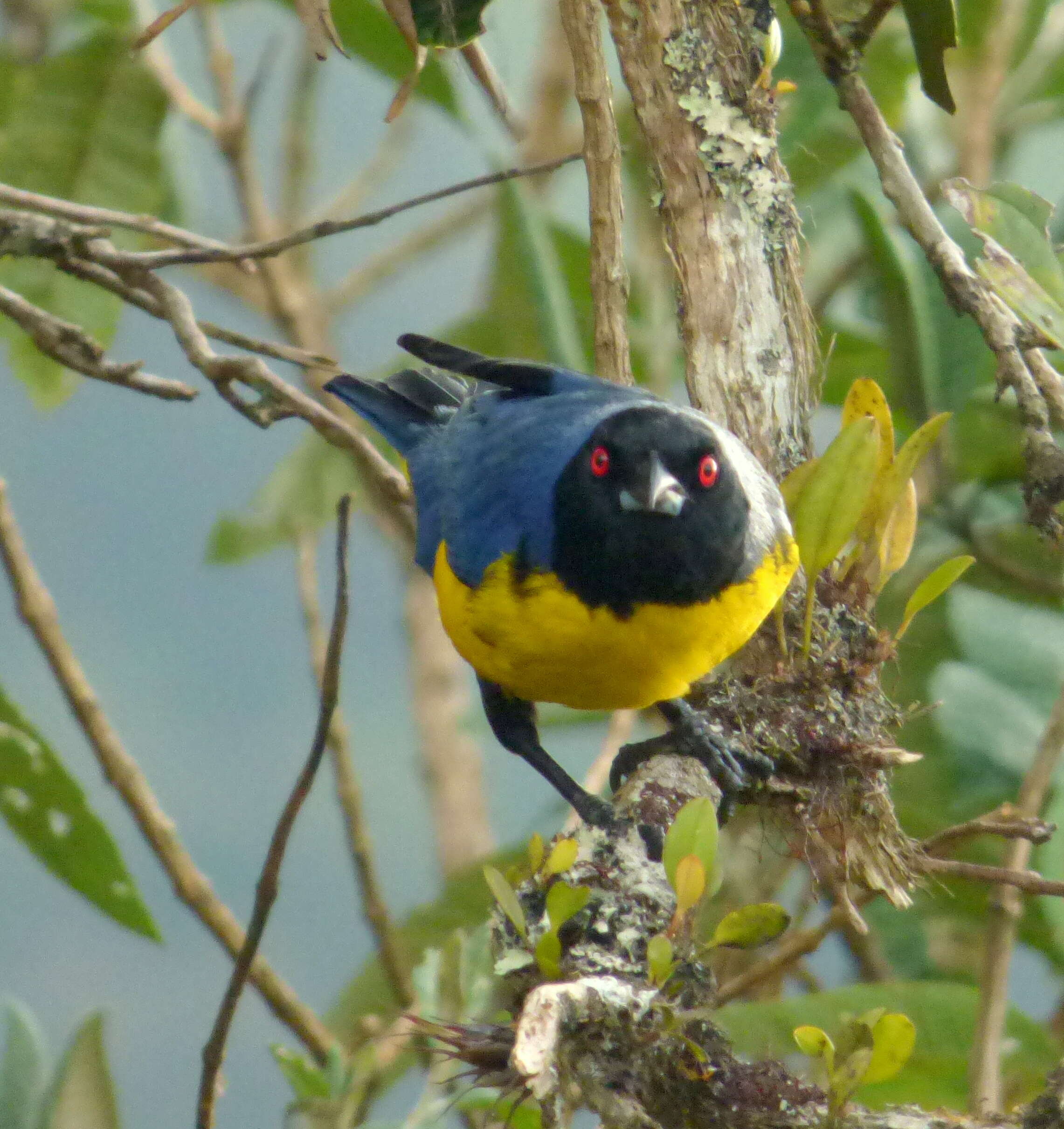 Image of Hooded Mountain Tanager