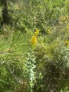 Image of Solidago elongata Nutt.