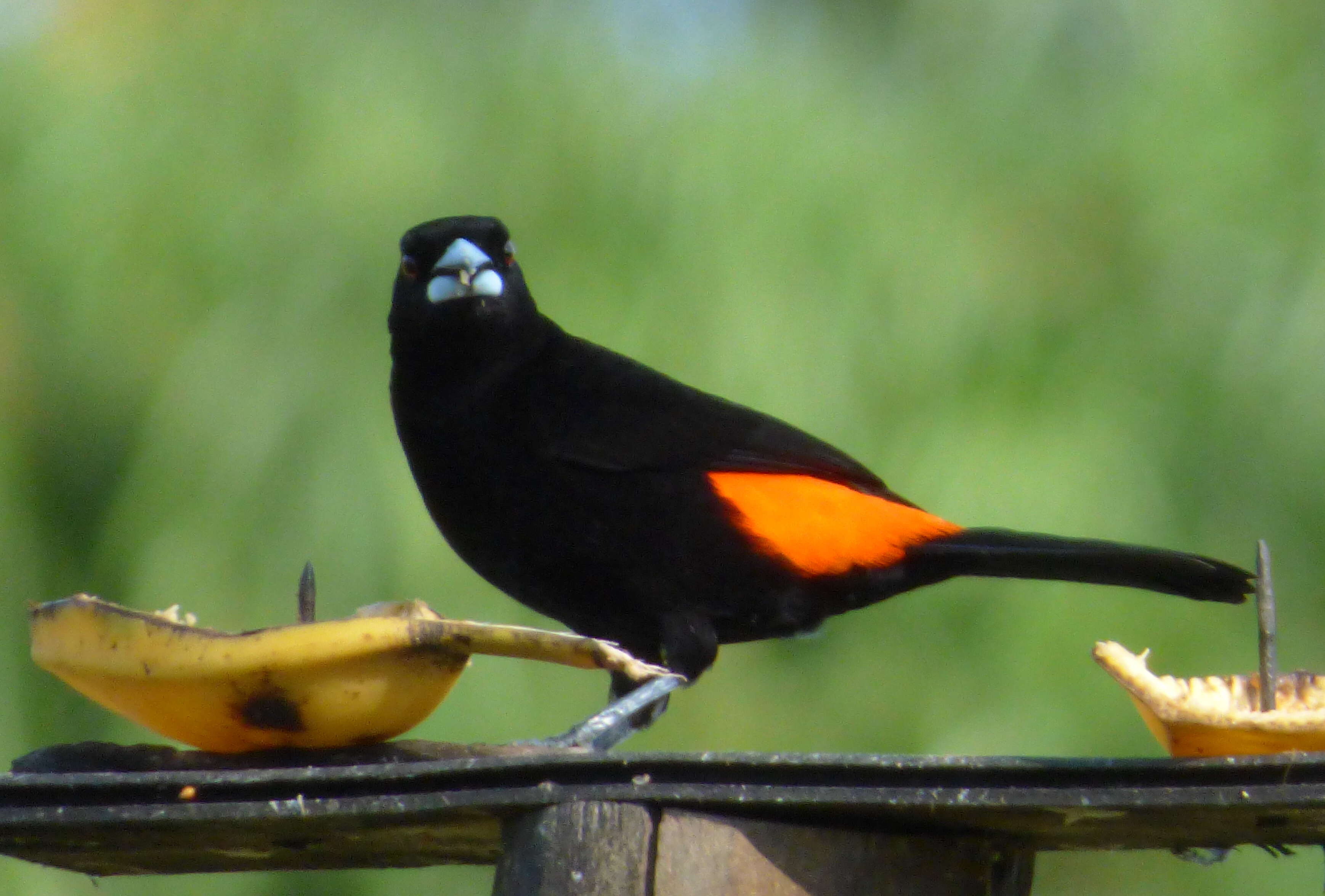 Image of Flame-rumped Tanager