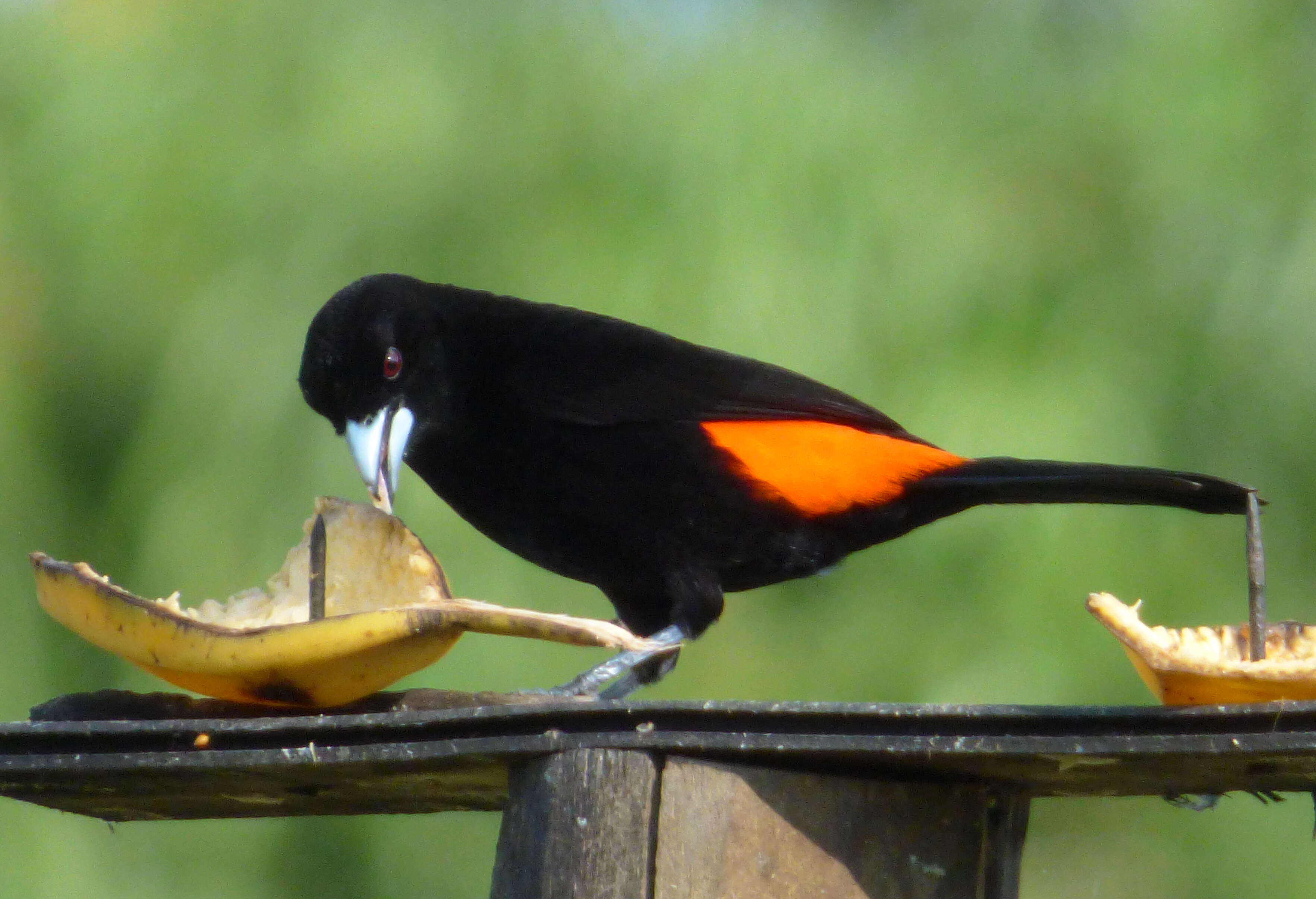 Image of Flame-rumped Tanager