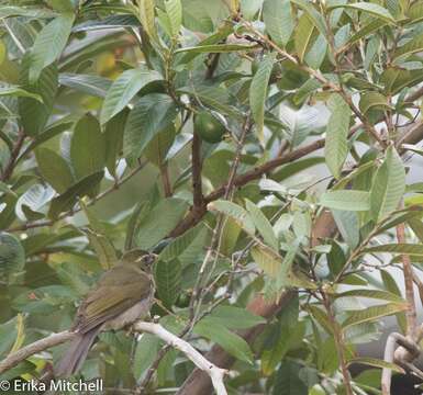 Image of Lesser Antillean Saltator