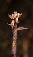 Слика од Aphyllorchis montana Rchb. fil.