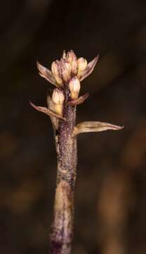 Image of Aphyllorchis montana Rchb. fil.