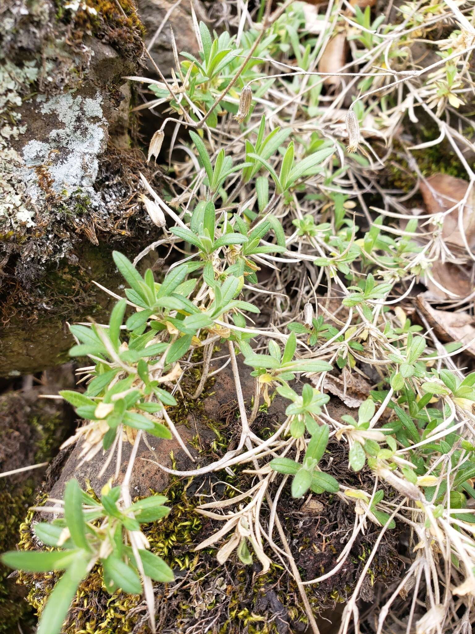 Imagem de Cerastium arvense subsp. strictum (L.) Gaudin