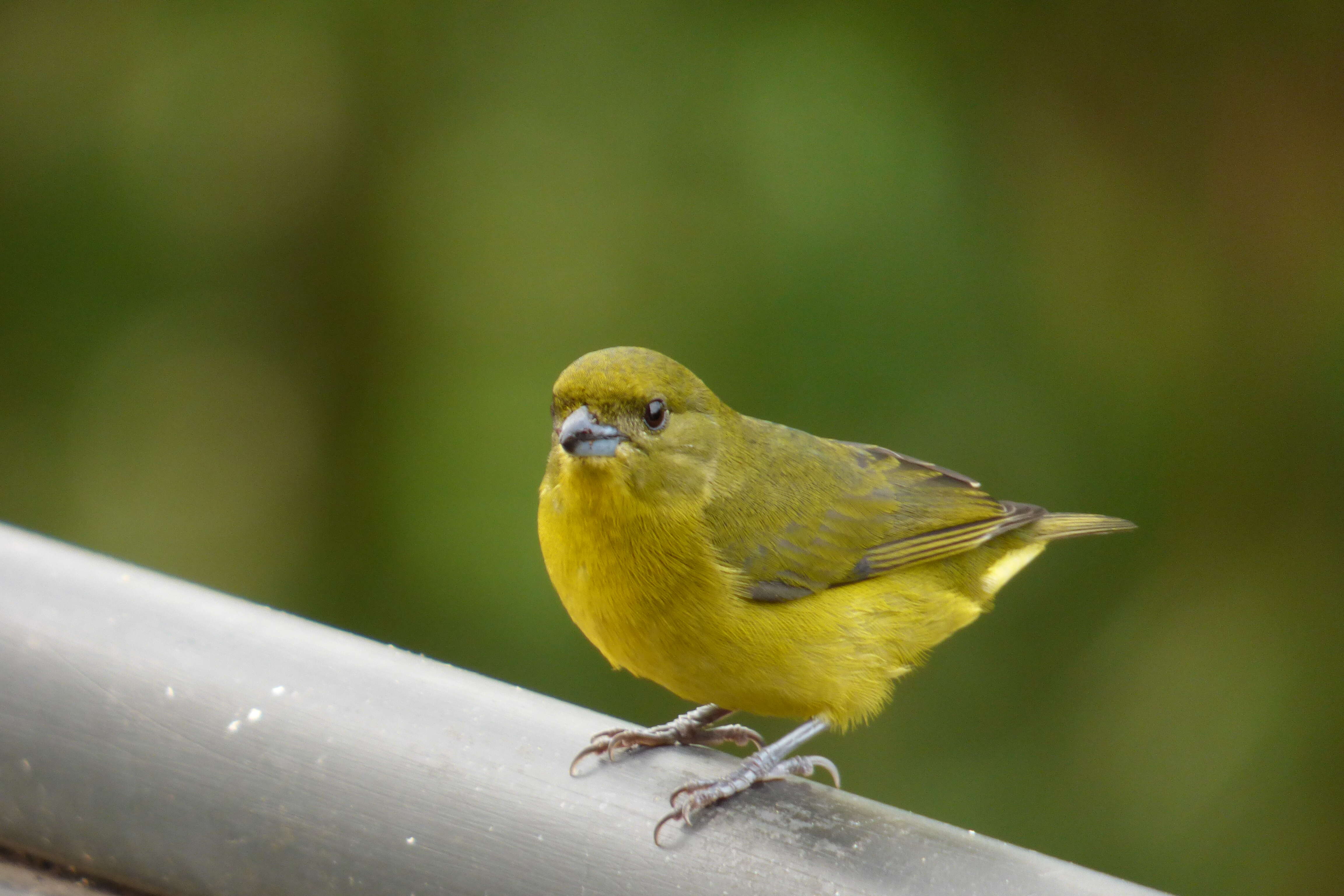 Image of Thick-billed Euphonia