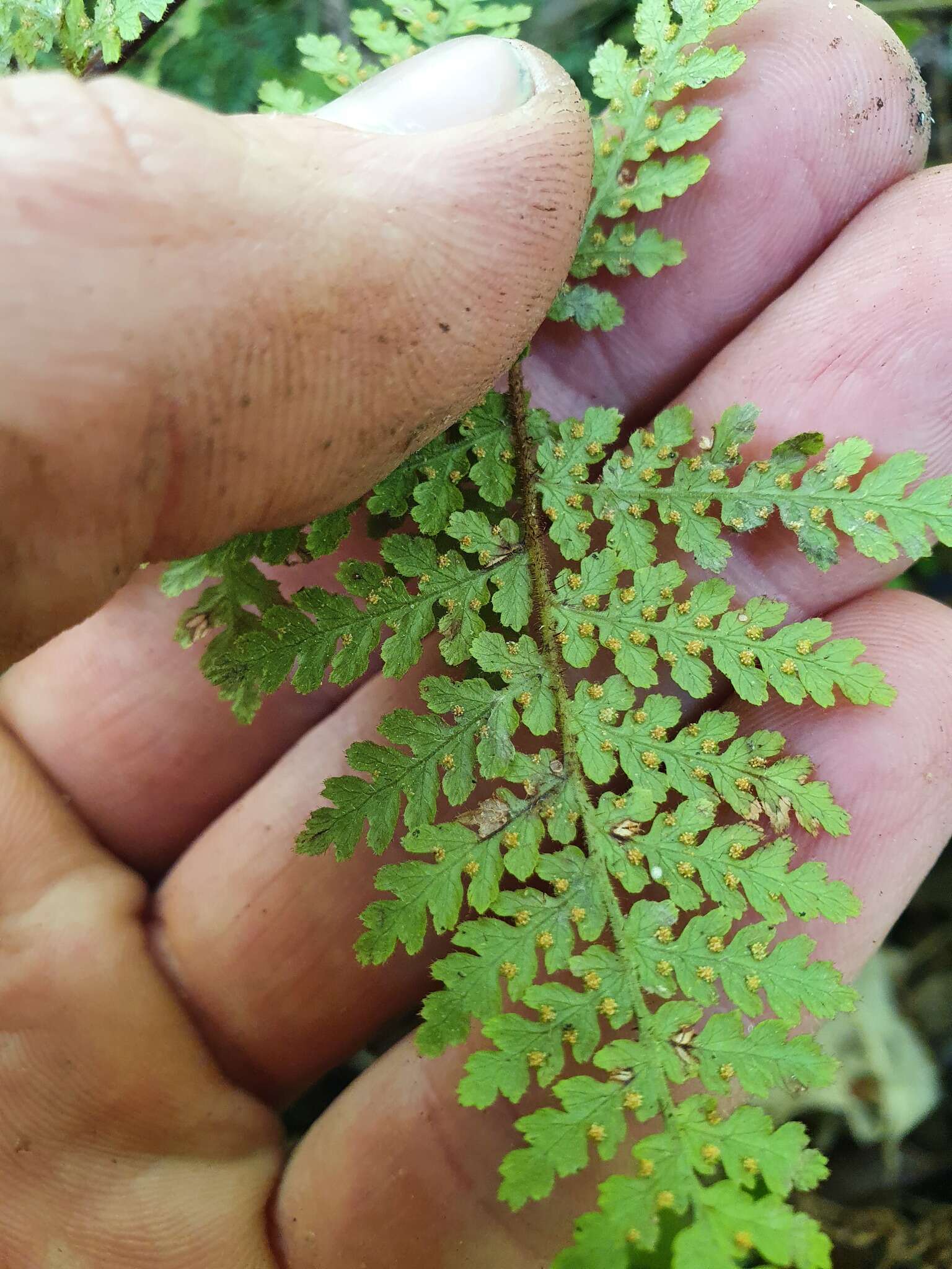 Image of Hypolepis rugosula subsp. lactea (Brownsey & Chinnock) Schwartsb.