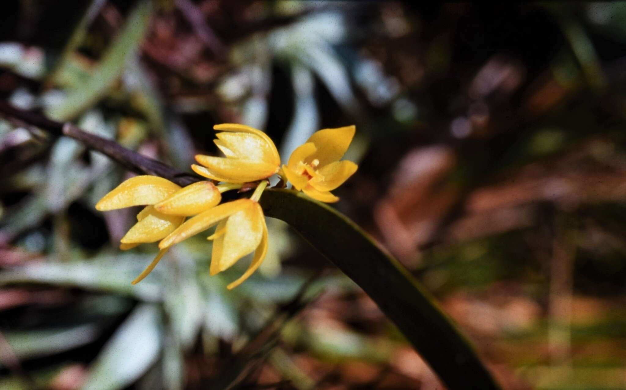 Image of Octomeria connellii Rolfe