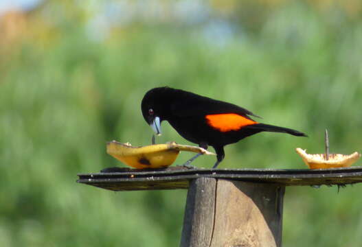 Image of Flame-rumped Tanager