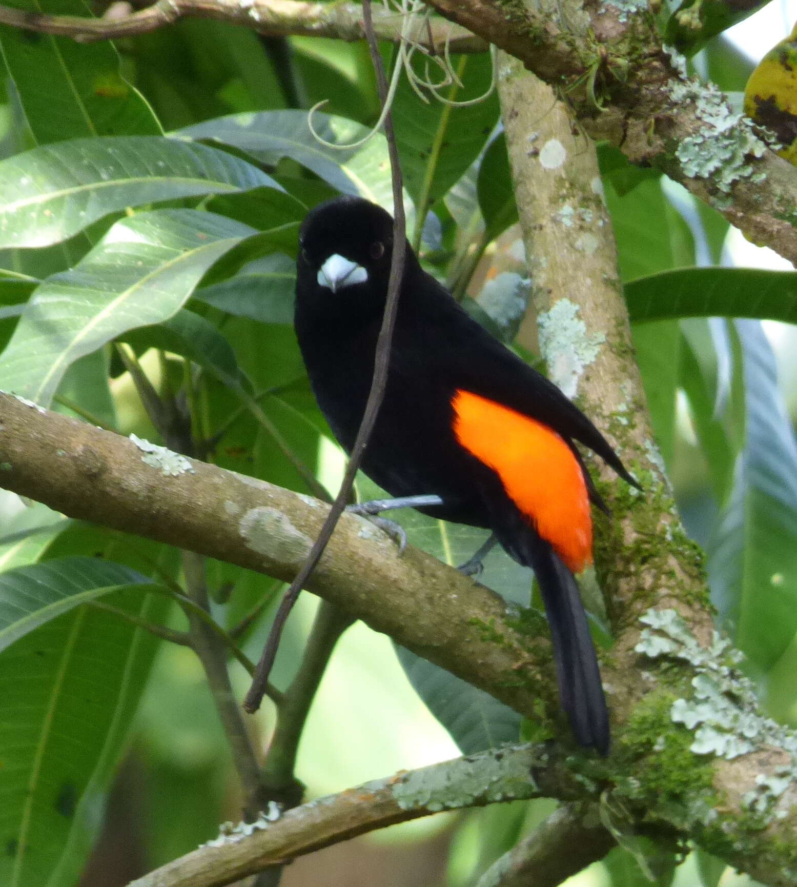 Image of Flame-rumped Tanager