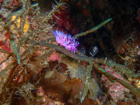 Image of Mediterranean violet aeolid