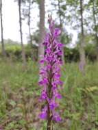 Image of Dactylorhiza elata subsp. sesquipedalis (Willd.) Soó