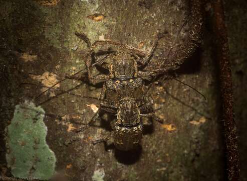 Image of Rhytiphora mediofasciata (Breuning 1938)