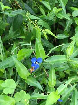 Image of Scurvy weed