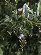 Image of Duranta mutisii L. fil.