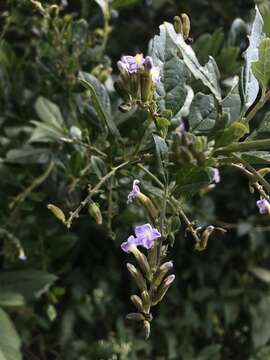 Image of Duranta mutisii L. fil.