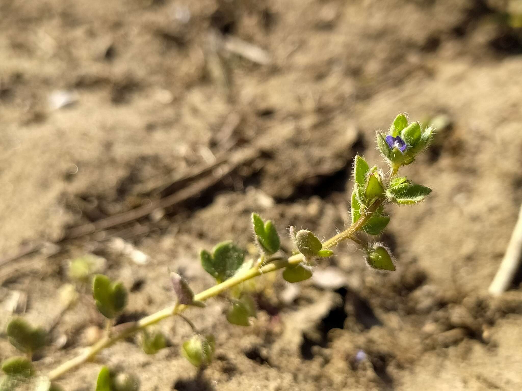 Image of Veronica triloba (Opiz) Kern.