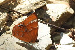 Imagem de Abisara burnii etymander Fruhstorfer 1908