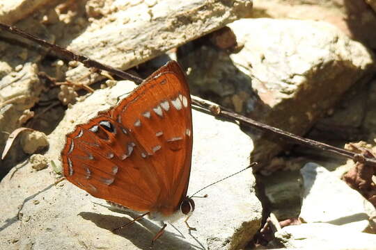 Image de Abisara burnii etymander Fruhstorfer 1908