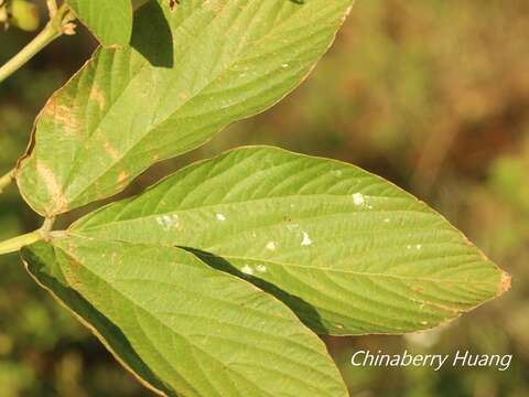 Flemingia macrophylla (Willd.) Merr. resmi