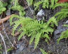 Image of Woodsia polystichoides D. C. Eat.