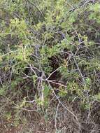 Image of pubescent skunkbush sumac