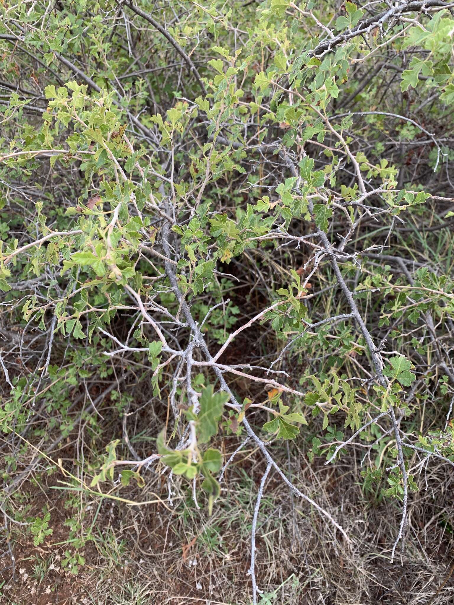 Image of pubescent skunkbush sumac