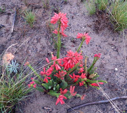 Imagem de <i>Erica <i>cerinthoides</i></i> subsp. cerinthoides