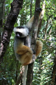 Image of Diadem Sifaka