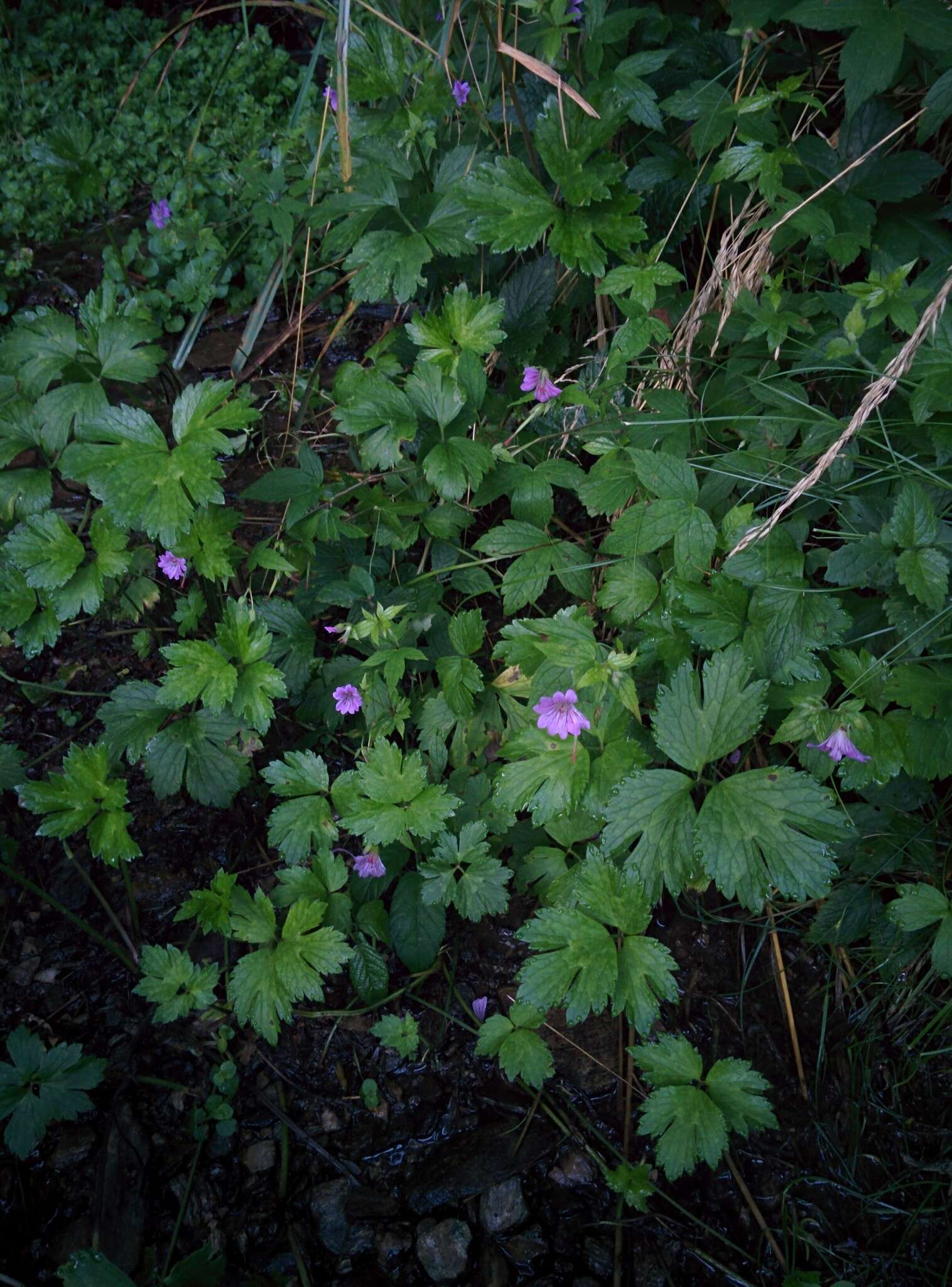 Imagem de Geranium nodosum L.