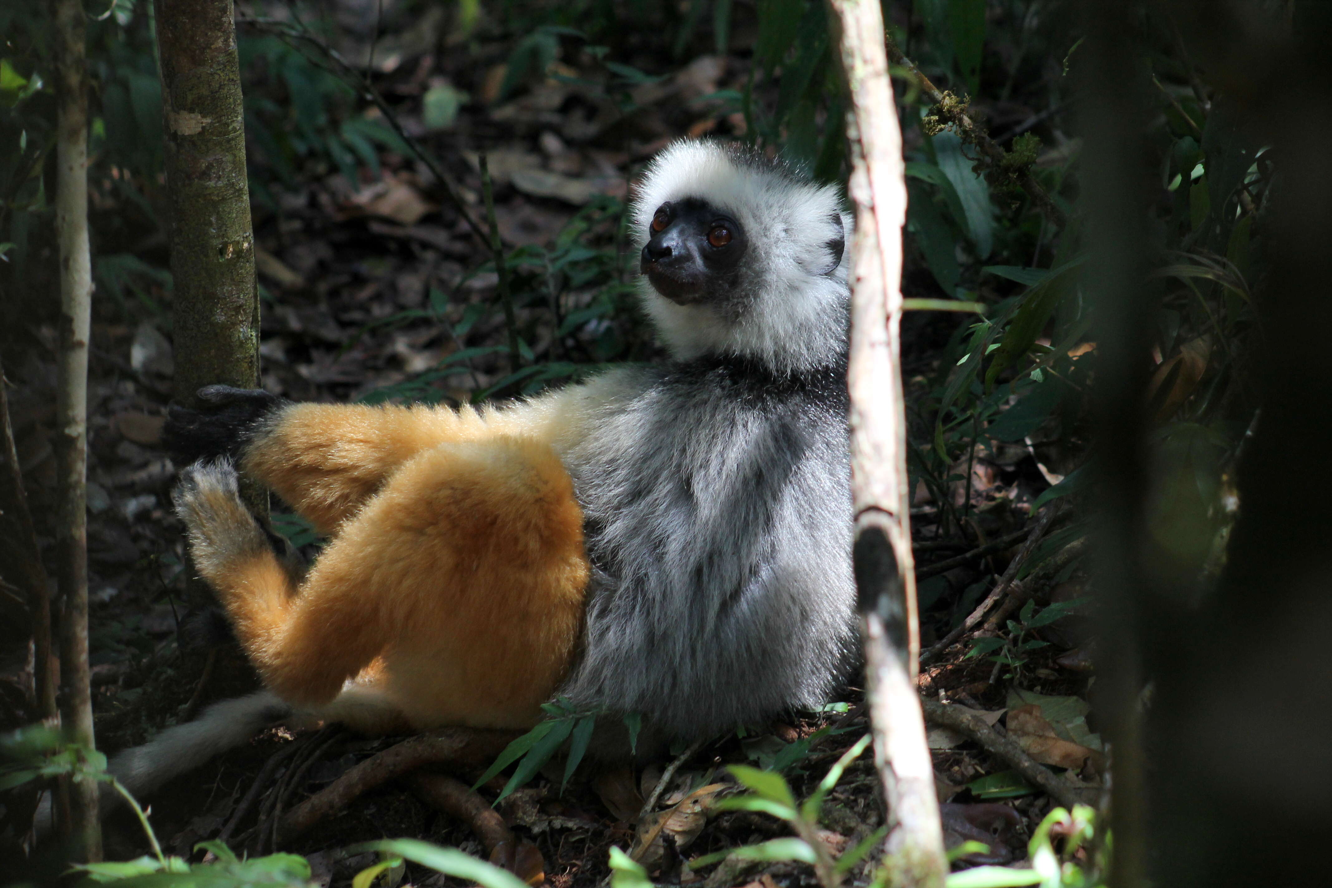 Image of Diadem Sifaka