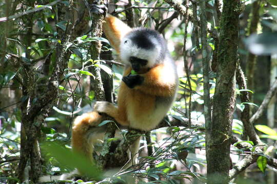 Image of Diadem Sifaka